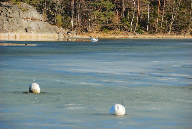 Ice in Fladan - 2