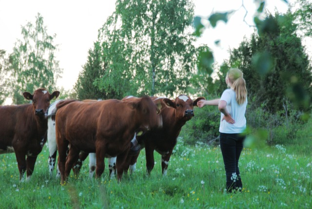 Talking with cows - 2