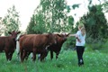 Talking with cows - 2