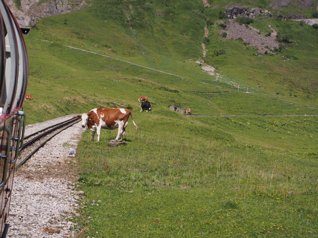SwissVaccation_20140814-094