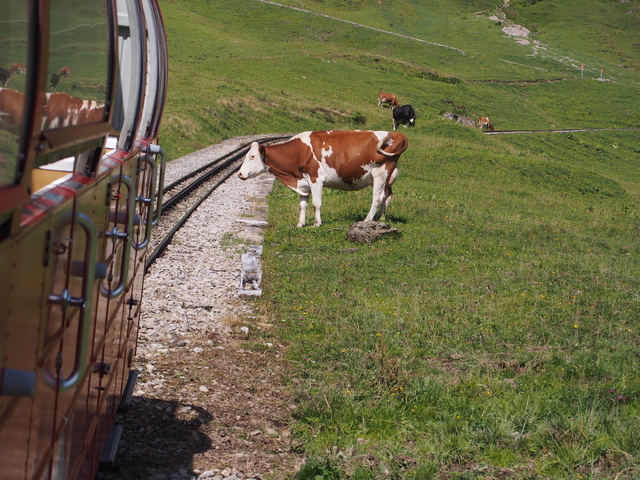 SwissVaccation_20140814-095