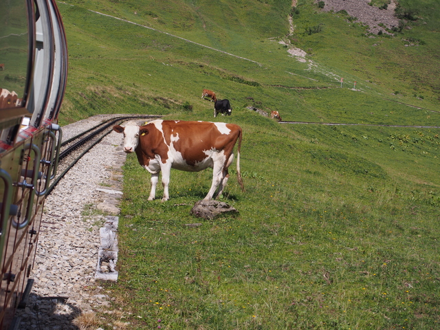 SwissVaccation_20140814-096