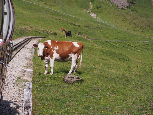 SwissVaccation_20140814-097