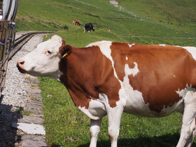 SwissVaccation_20140814-098