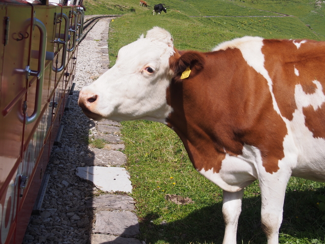 SwissVaccation_20140814-099