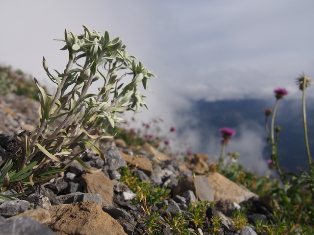 SwissVaccation_20140814-185