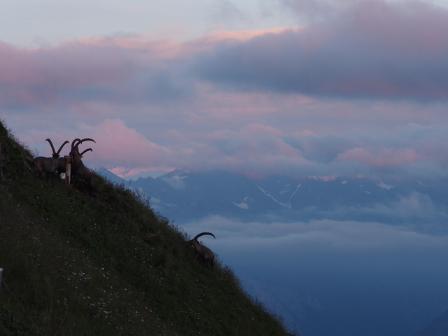 SwissVaccation_20140814-225