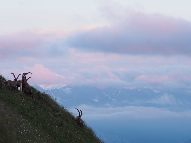 SwissVaccation_20140814-226