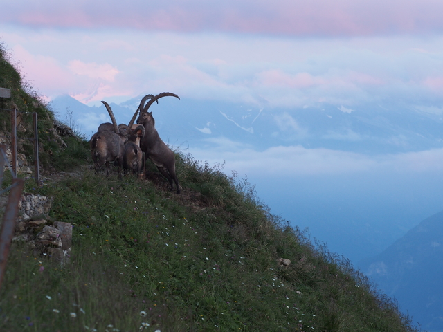 SwissVaccation_20140814-227