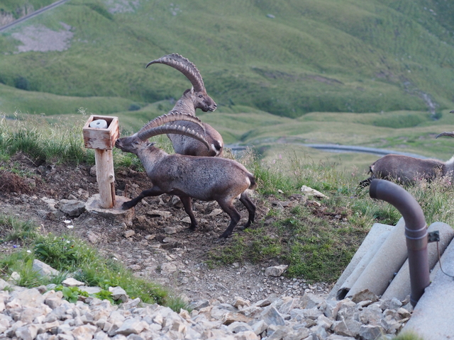 SwissVaccation_20140814-240