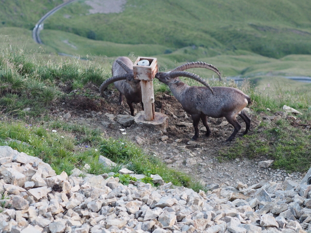 SwissVaccation_20140814-241