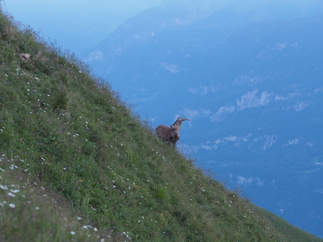 SwissVaccation_20140814-242