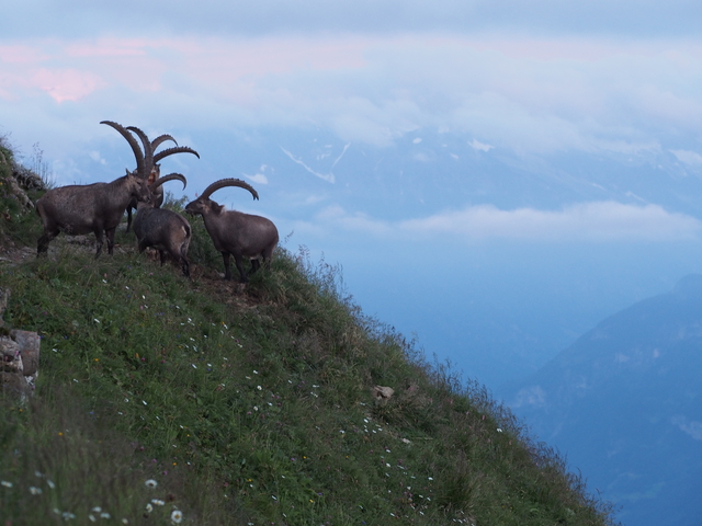 SwissVaccation_20140814-243