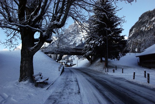 Animal's Bridge