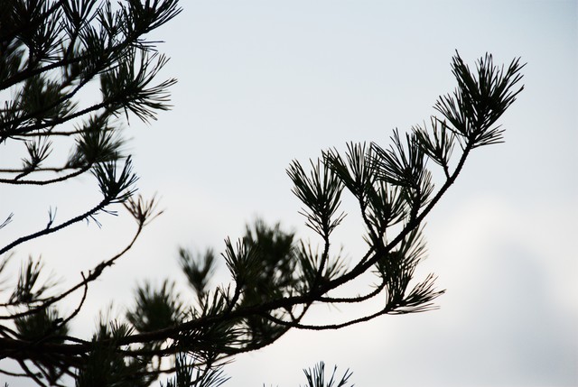 Pine tree