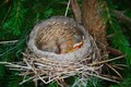 We found a Robbins nest