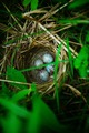 Another nesting birds eggs